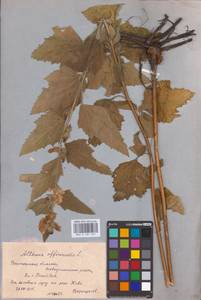 Althaea officinalis L., Eastern Europe, Central forest-and-steppe region (E6) (Russia)