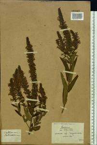 Lythrum salicaria L., Eastern Europe, Belarus (E3a) (Belarus)