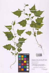 Chenopodiastrum hybridum (L.) S. Fuentes, Uotila & Borsch, Eastern Europe, Central forest-and-steppe region (E6) (Russia)