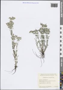 Gnaphalium rossicum Kirp., Eastern Europe, Central forest-and-steppe region (E6) (Russia)