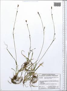 Carex vaginata var. vaginata, Siberia, Central Siberia (S3) (Russia)