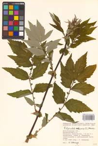 Filipendula ulmaria (L.) Maxim., Eastern Europe, Lower Volga region (E9) (Russia)