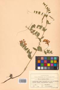 Vicia woroschilovii N.S.Pavlova, Siberia, Russian Far East (S6) (Russia)
