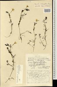 Ranunculus trichophyllus Chaix, Mongolia (MONG) (Mongolia)