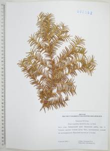 Taxus cuspidata Siebold & Zucc., Siberia, Russian Far East (S6) (Russia)