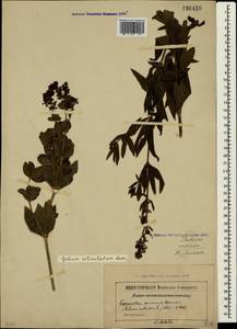 Galium rubioides L., Crimea (KRYM) (Russia)