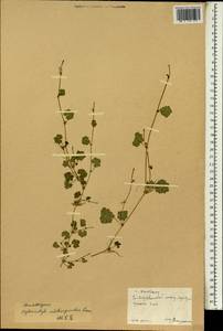 Hydrocotyle sibthorpioides Lam., South Asia, South Asia (Asia outside ex-Soviet states and Mongolia) (ASIA) (China)