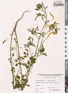 Melilotus officinalis (L.) Lam., Siberia, Chukotka & Kamchatka (S7) (Russia)
