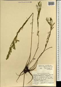 Artemisia macilenta (Maxim.) Krasch., Mongolia (MONG) (Mongolia)