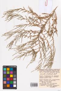 Suaeda prostrata Pall., Eastern Europe, Lower Volga region (E9) (Russia)