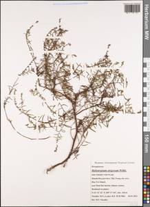 Euploca strigosa (Willd.) Diane & Hilger, South Asia, South Asia (Asia outside ex-Soviet states and Mongolia) (ASIA) (Vietnam)
