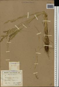 Poa trivialis L., Eastern Europe, North Ukrainian region (E11) (Ukraine)