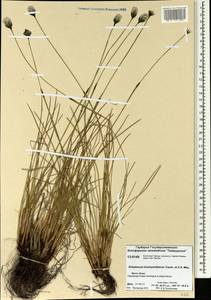Eriophorum brachyantherum Trautv. & C.A.Mey., Siberia, Central Siberia (S3) (Russia)