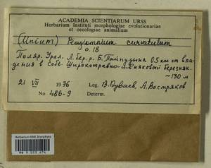 Plagiomnium curvatulum (Lindb.) Schljakov, Bryophytes, Bryophytes - Western Siberia (including Altai) (B15) (Russia)