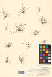 Eleocharis yokoscensis (Franch. & Sav.) Tang & F.T.Wang, Siberia, Chukotka & Kamchatka (S7) (Russia)