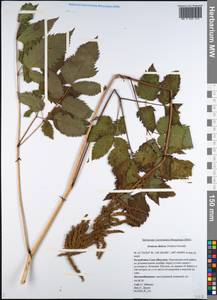 Aruncus sylvester Kostel., Siberia, Yakutia (S5) (Russia)