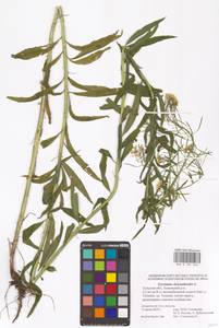 Erysimum cheiranthoides L., Eastern Europe, Central region (E4) (Russia)