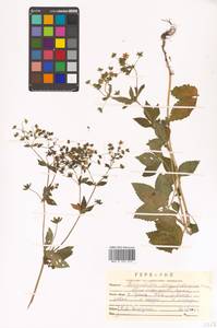 Potentilla cryptotaeniae Maxim., Siberia, Russian Far East (S6) (Russia)