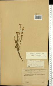 Dianthus pratensis, Eastern Europe, Middle Volga region (E8) (Russia)
