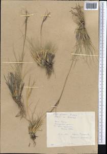 Stipa glareosa P.A.Smirn., Middle Asia, Pamir & Pamiro-Alai (M2) (Tajikistan)