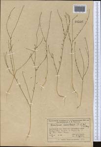 Diarthron vesiculosum (Fisch. & C. A. Mey.) C. A. Mey., Middle Asia, Muyunkumy, Balkhash & Betpak-Dala (M9) (Kazakhstan)