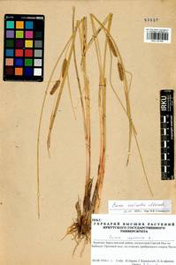 Carex vesicata Meinsh., Siberia, Baikal & Transbaikal region (S4) (Russia)