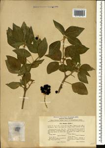 Hedera helix L., Caucasus, Abkhazia (K4a) (Abkhazia)