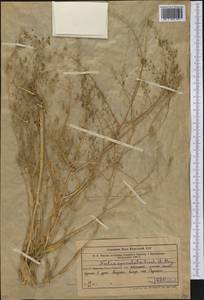 Neslia paniculata subsp. thracica (Velen.) Bornm., Middle Asia, Western Tian Shan & Karatau (M3) (Uzbekistan)