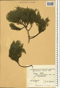 Juniperus excelsa M.Bieb., Crimea (KRYM) (Russia)