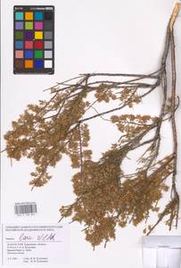 Tamarix laxa Willd., Middle Asia, Caspian Ustyurt & Northern Aralia (M8) (Kazakhstan)