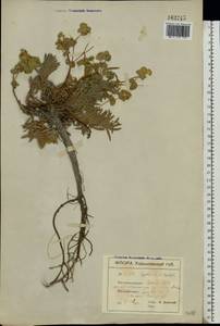 Euphorbia petrophila C.A.Mey., Eastern Europe, South Ukrainian region (E12) (Ukraine)