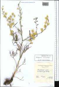 Delphinium semibarbatum Bien. ex Boiss., Middle Asia, Western Tian Shan & Karatau (M3) (Tajikistan)