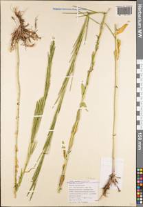 Arabis sagittata (Bertol.) DC., Caucasus, Black Sea Shore (from Novorossiysk to Adler) (K3) (Russia)