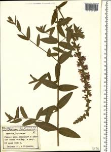 Lythrum salicaria L., Caucasus, Armenia (K5) (Armenia)