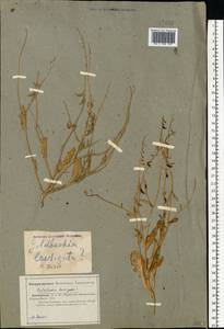 Goldbachia laevigata (M.Bieb.) DC., Eastern Europe, Lower Volga region (E9) (Russia)