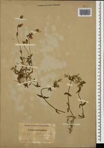 Cerastium multiflorum C. A. Mey., Caucasus, Dagestan (K2) (Russia)