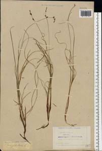 Carex globularis L., Eastern Europe, Northern region (E1) (Russia)