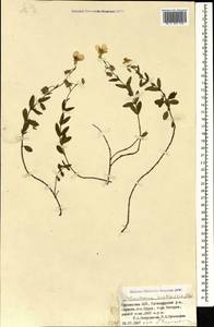Helianthemum ovatum (Viv.) Dunal, Caucasus, Georgia (K4) (Georgia)