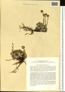 Artemisia senjavinensis Bess, Siberia, Chukotka & Kamchatka (S7) (Russia)