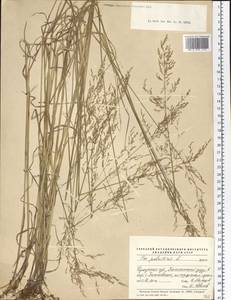 Poa palustris L., Siberia, Baikal & Transbaikal region (S4) (Russia)