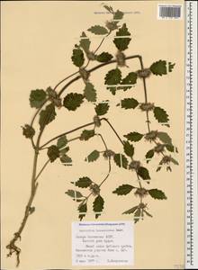 Marrubium leonuroides Desr., Caucasus, North Ossetia, Ingushetia & Chechnya (K1c) (Russia)