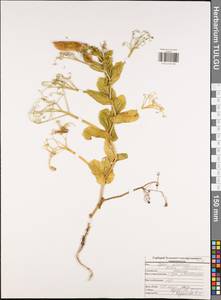 Lathyrus oleraceus Lam., Eastern Europe, Central region (E4) (Russia)