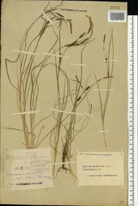 Carex cespitosa L., Eastern Europe, Central forest region (E5) (Russia)