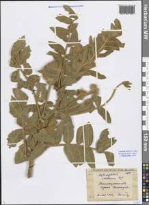 Astragalus eximius Bunge, Middle Asia, Western Tian Shan & Karatau (M3) (Uzbekistan)