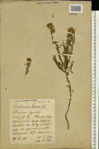 Centaurea trichocephala M. Bieb. ex Willd., Eastern Europe, Rostov Oblast (E12a) (Russia)