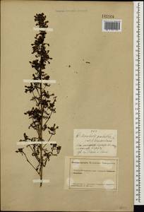 Pedicularis palustris subsp. karoi (Freyn) Tsoong, Siberia, Altai & Sayany Mountains (S2) (Russia)
