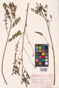 Glycyrrhiza glabra L., Eastern Europe, Lower Volga region (E9) (Russia)