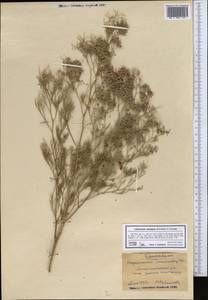 Limonium otolepis (Schrenk) Kuntze, Middle Asia, Pamir & Pamiro-Alai (M2) (Tajikistan)