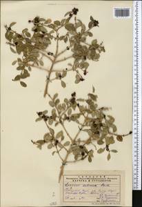 Lonicera nummulariifolia Jaub. & Spach, Middle Asia, Pamir & Pamiro-Alai (M2) (Tajikistan)