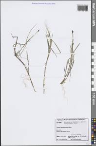 Carex chordorrhiza L.f., Siberia, Central Siberia (S3) (Russia)